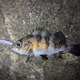 メバル