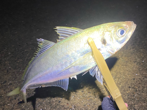 マアジの釣果