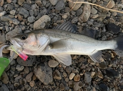 フッコ（マルスズキ）の釣果