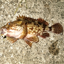 タケノコメバル