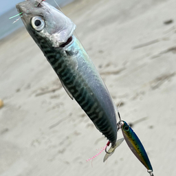 サバ