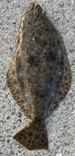 ヒラメの釣果