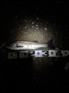セイゴ(マルスズキ)の釣果