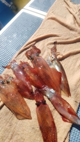 マルイカの釣果