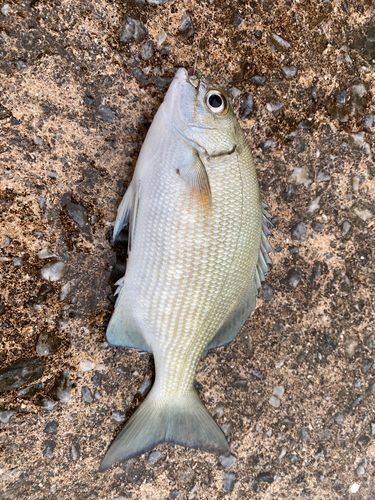 釣果