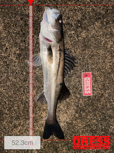 シーバスの釣果