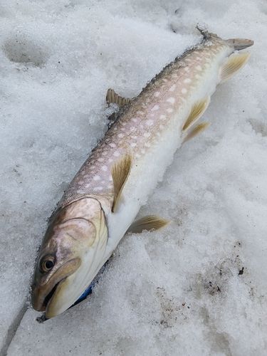アメマスの釣果