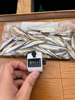 ワカサギの釣果