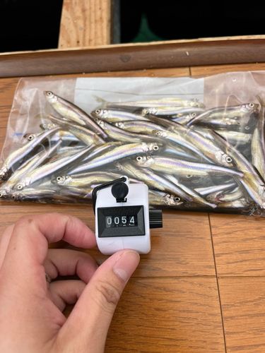 ワカサギの釣果