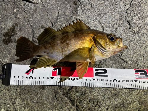 メバルの釣果