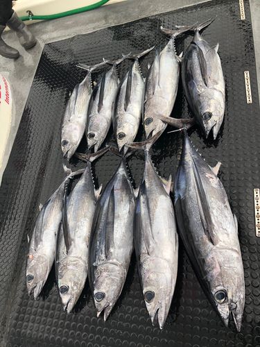 ビンチョウマグロの釣果