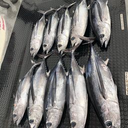 ビンチョウマグロ