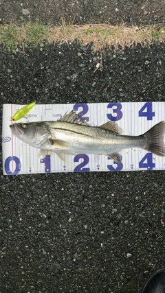シーバスの釣果