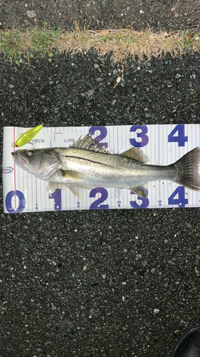 シーバスの釣果