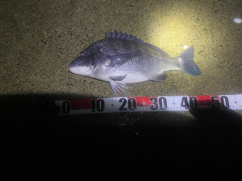 チヌの釣果
