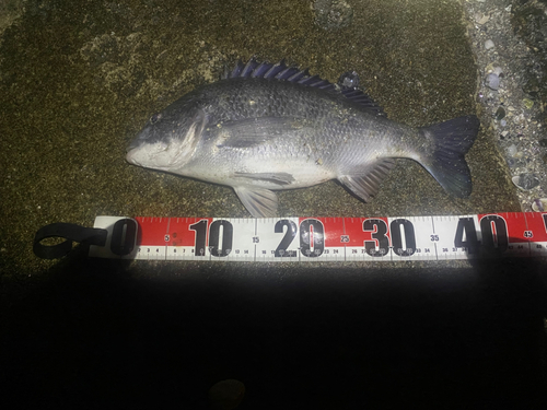 チヌの釣果