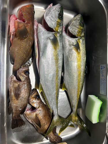 ヒラマサの釣果