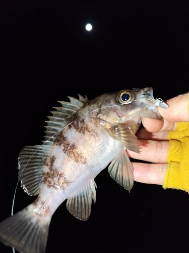 メバルの釣果