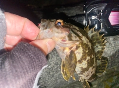 タケノコメバルの釣果