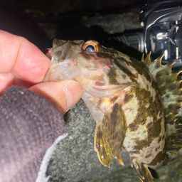 タケノコメバル