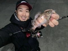 メバルの釣果