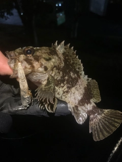 ムラソイの釣果