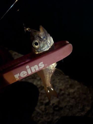 ネンブツダイの釣果