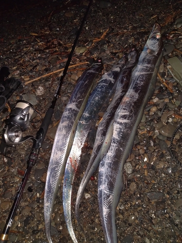 タチウオの釣果