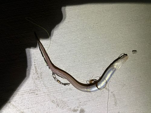 アナゴ