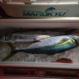 サワラ