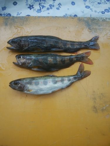 アマゴの釣果