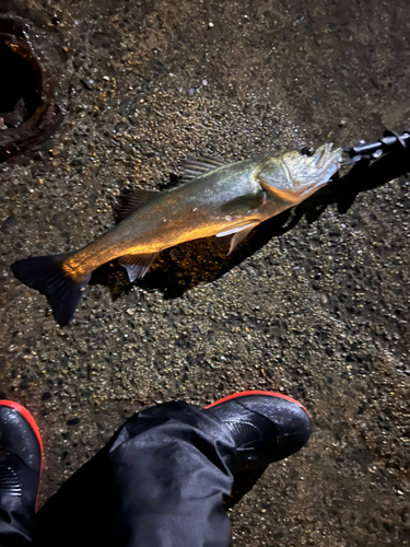 碧南海釣り公園