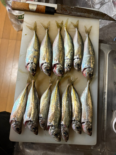 アジの釣果