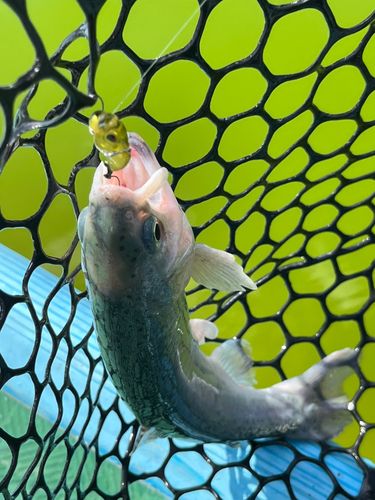 ニジマスの釣果