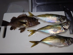 アジの釣果
