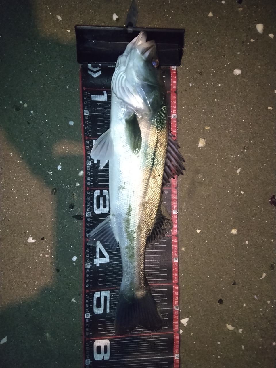 DAIWA 19ラテオ R 96MLの最安値・インプレ・釣果 | 本音の口コミ