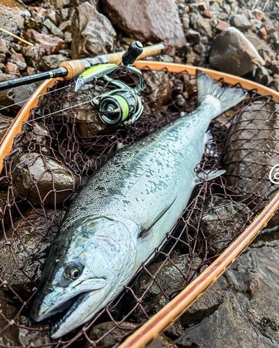 サクラマスの釣果