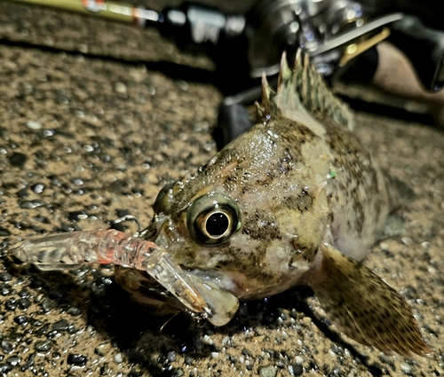 ムラソイの釣果