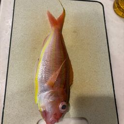 イトヨリダイ