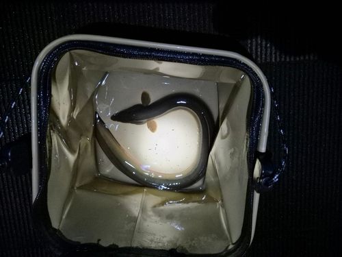 ウナギの釣果