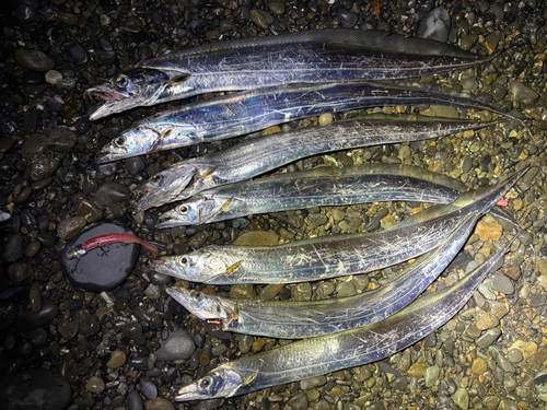 タチウオの釣果