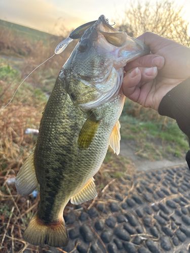 ラージマウスバスの釣果