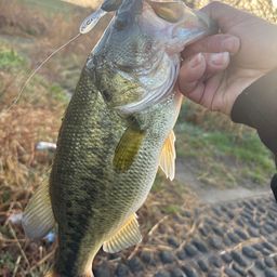 ラージマウスバス