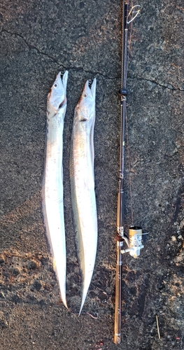 タチウオの釣果