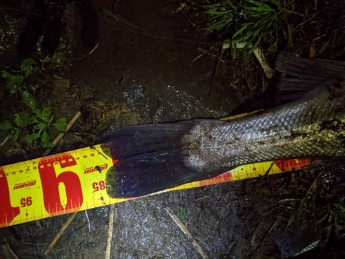 スズキの釣果