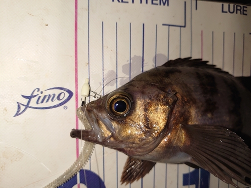 メバルの釣果