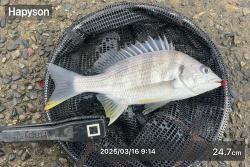 キビレの釣果
