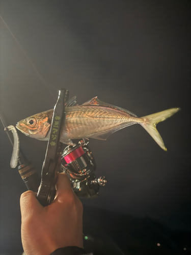 マアジの釣果