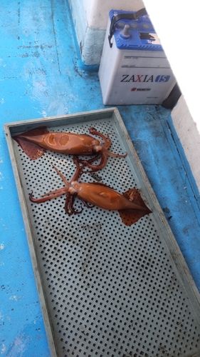 アカメバルの釣果