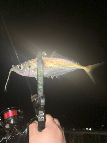 マアジの釣果